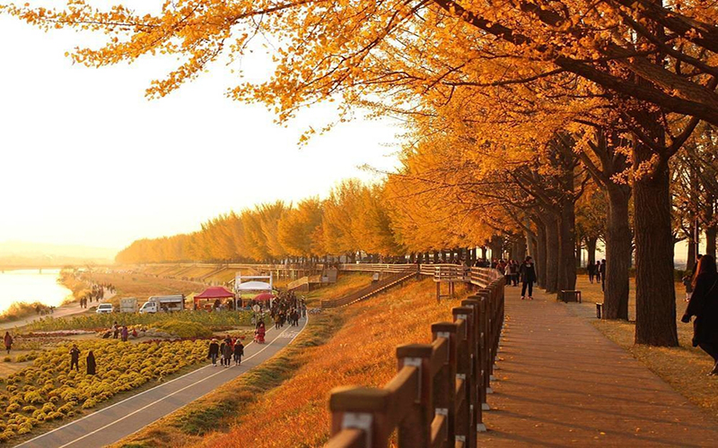 Du lịch Hàn Quốc vào mùa thu