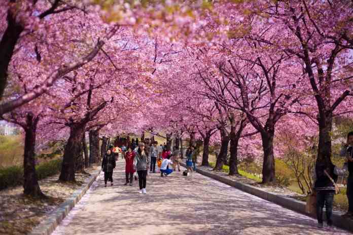 Du lịch Hàn Quốc vào tháng 4
