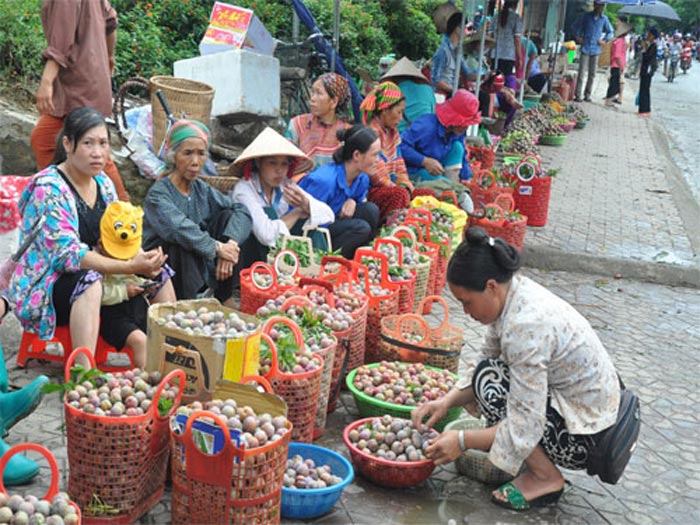 Mộc Châu mùa mận chín