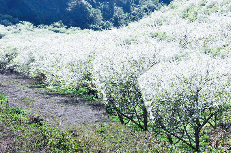 thung lũng mận Mu Náu