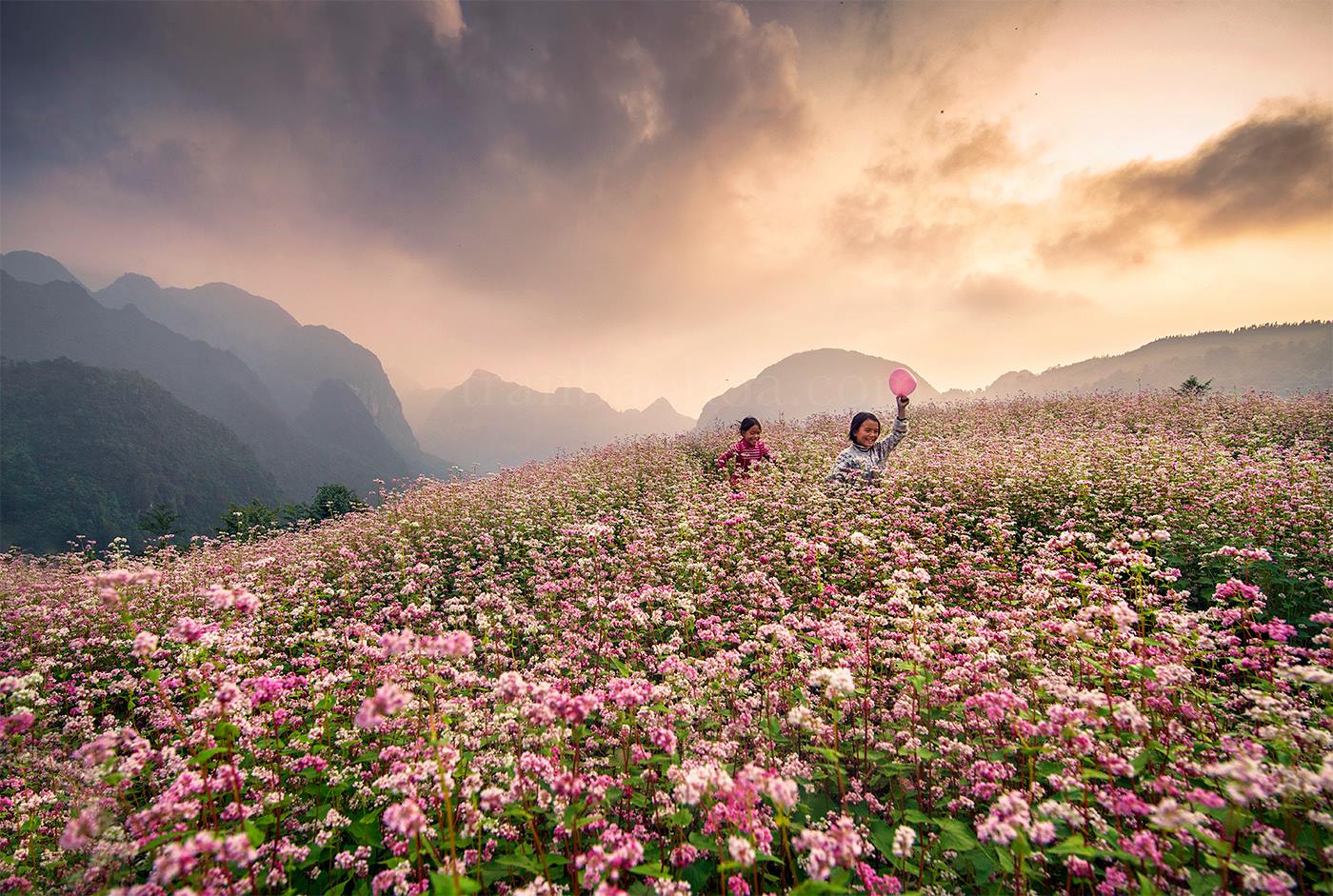 Mùa hoa tam giác mạch ở Hà Giang vào tháng mấy?